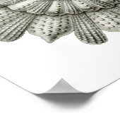 カルカリナクラヴィゲラエルンストヘイケルファインアート ポスター (角)