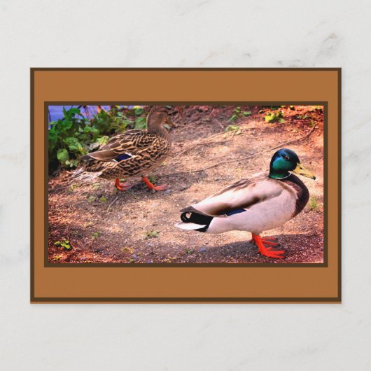 カルガモの写真 ポストカード (正面)