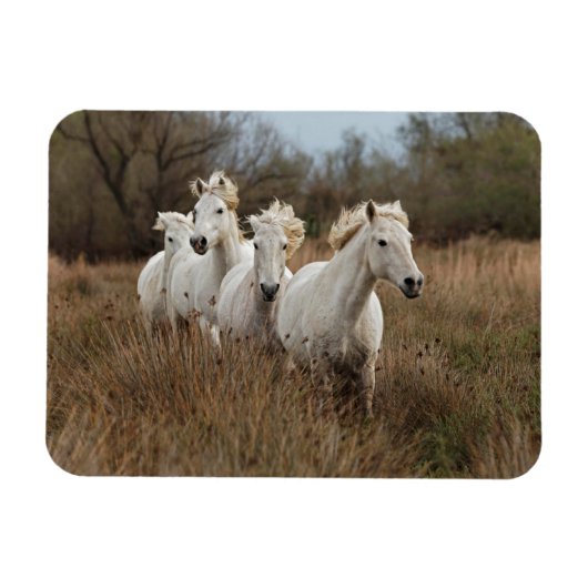 カルガリー馬の走り マグネット (横)
