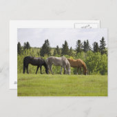 カルガリー, アルバータ州, カナダ ポストカード (正面/裏面)