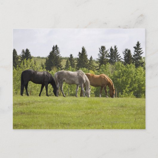 カルガリー, アルバータ州, カナダ ポストカード (正面)