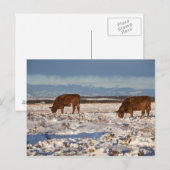 カルガリー，アルバータ，カナダ2 ポストカード (正面/裏面)