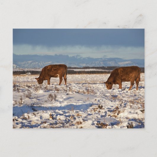 カルガリー，アルバータ，カナダ2 ポストカード (正面)