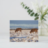 カルガリー，アルバータ，カナダ2 ポストカード (スタンド正面)