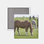 カルガリー，アルバータ，カナダ2 マグネット (正面/裏面)