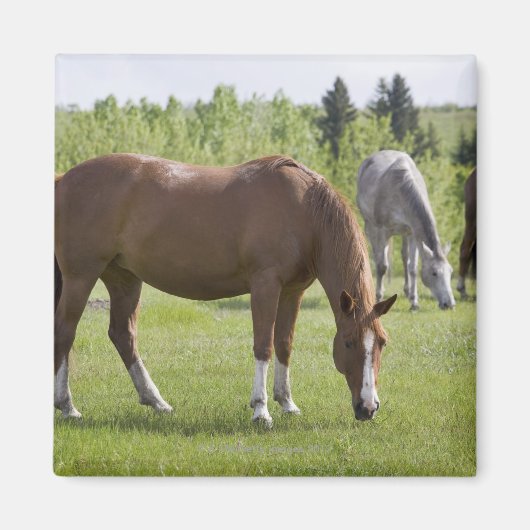 カルガリー，アルバータ，カナダ2 マグネット (正面)