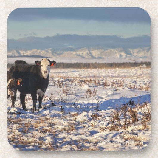 カルガリー、アルバータ、カナダ コースター (正面)