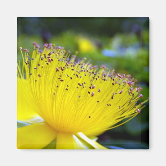 カルシウム過剰磁石 マグネット (正面)