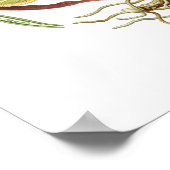 カルセオラス嚢胞体 ポスター (角)