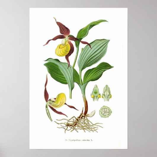 カルセオラス嚢胞体 ポスター (正面)