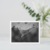 カルタオポレス – Folha teia (N°1) ポストカード (スタンド正面)