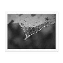 カルタオポレス – Folha teia (N°1)