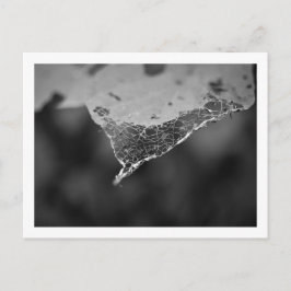 カルタオポレス – Folha teia (N°1) ポストカード