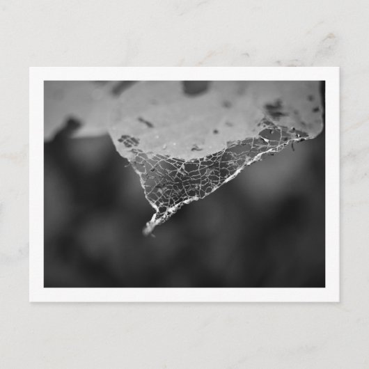 カルタオポレス – Folha teia (N°1) ポストカード (正面)