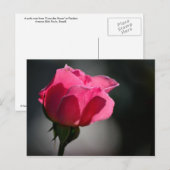 カルタオ郵便 – ローザ（カサダスロサス）|N°5 ポストカード (正面/裏面)