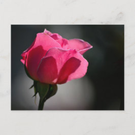 カルタオ郵便 – ローザ（カサダスロサス）|N°5 ポストカード