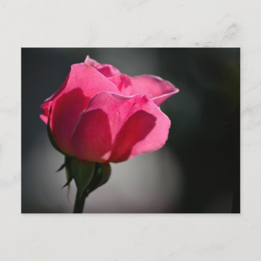 カルタオ郵便 – ローザ（カサダスロサス）|N°5 ポストカード (正面)