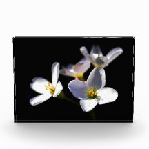 カルダミネ弁天症の花pbcnm