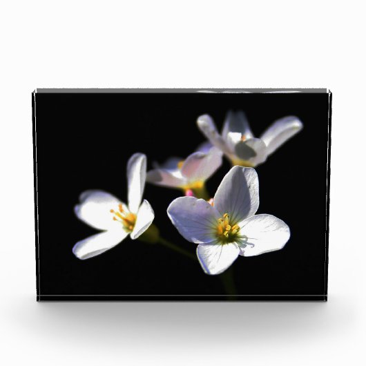 カルダミネ弁天症の花pbcnm フォトブロック (正面)