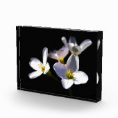 カルダミネ弁天症の花pbcnm フォトブロック (右)