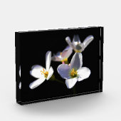 カルダミネ弁天症の花pbcnm フォトブロック (左)