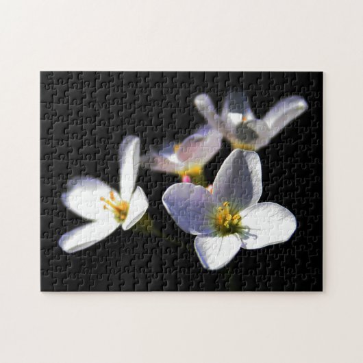 カルダミンプラテネシス花11x14 252pc jpcna ジグソーパズル (横)