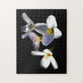 カルダミンプラテネシス花11x14 252pc jpcna ジグソーパズル (縦)