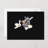 カルダミンプラテネシス花pccnm ポストカード