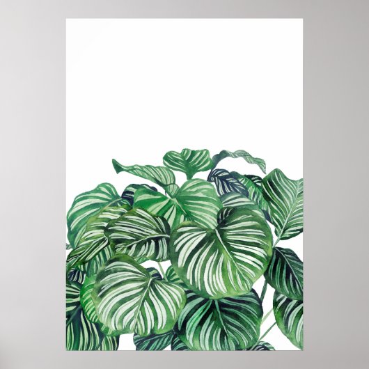 カルテアオービフォリア ポスター (正面)