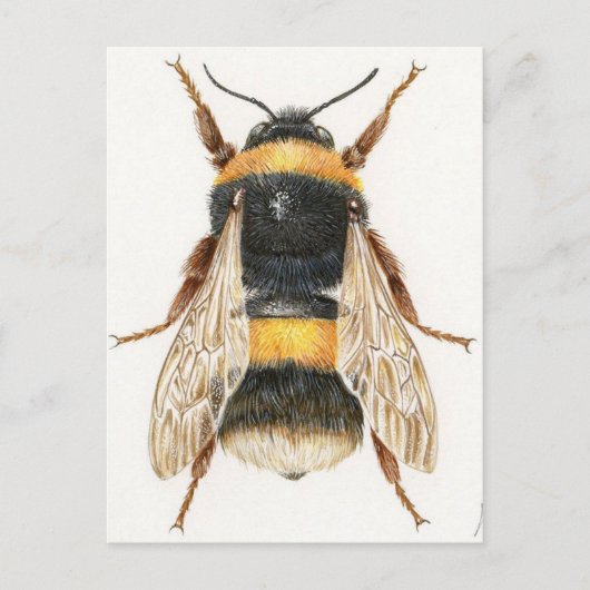 カルテポサーレデッシンブルドン ポストカード (正面)