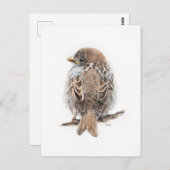 カルテポスタレデシンモイノー ポストカード (正面/裏面)