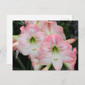 カルテポスターレリス ポストカード (正面/裏面)