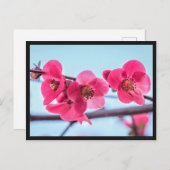 カルテポストアルコグナシアーデュジャポン ポストカード (正面/裏面)