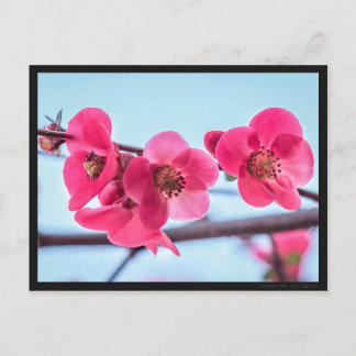 カルテポストアルコグナシアーデュジャポン ポストカード