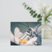 カルテポストアルパピヨンガゼ ポストカード (スタンド正面)