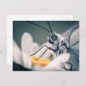 カルテポストアルパピヨンガゼ ポストカード (正面/裏面)