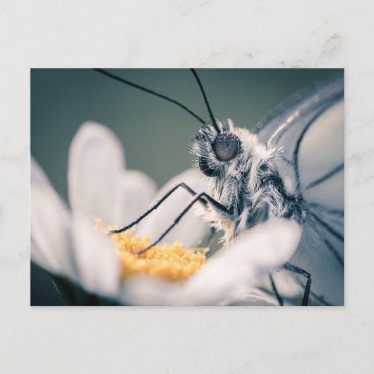 カルテポストアルパピヨンガゼ ポストカード (正面)