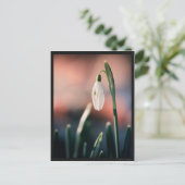 カルテポストアルペルチェネージュ ポストカード (スタンド正面)