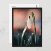 カルテポストアルペルチェネージュ ポストカード (正面/裏面)