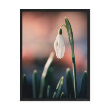 カルテポストアルペルチェネージュ