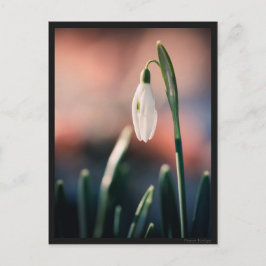 カルテポストアルペルチェネージュ ポストカード