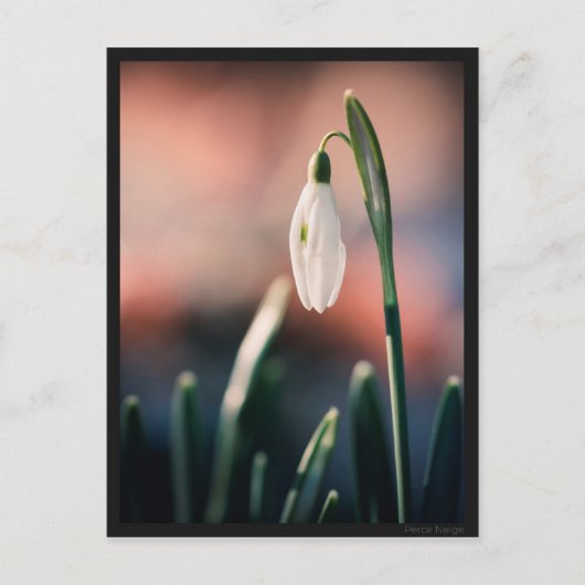 カルテポストアルペルチェネージュ ポストカード (正面)