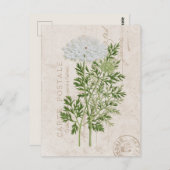 カルテポストアーレクイーンアンズレースフランスのフローラ ポストカード (正面/裏面)