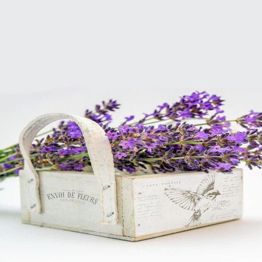 カルテポストエールフランスのバードスクリプトセピア 薄葉紙