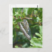 カルテポストエール葉巻 ポストカード (正面/裏面)