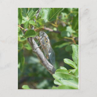 カルテポストエール葉巻 ポストカード