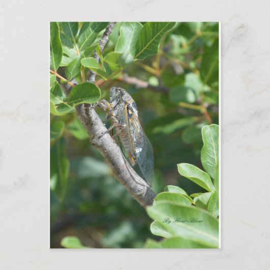 カルテポストエール葉巻 ポストカード (正面)