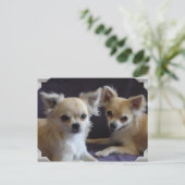 カルテポストエールchien chihuahuaユーモア ポストカード (スタンド正面)