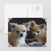 カルテポストエールchien chihuahuaユーモア ポストカード (正面/裏面)