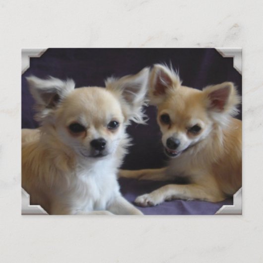 カルテポストエールchien chihuahuaユーモア ポストカード (正面)